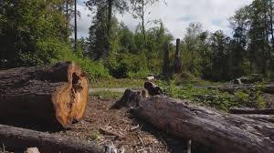 How Our Tree Care Process Works  in  Rio Hondo, TX